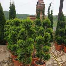 Amenajăm grădini folosind o gamă largă de plante – Transport și plantare