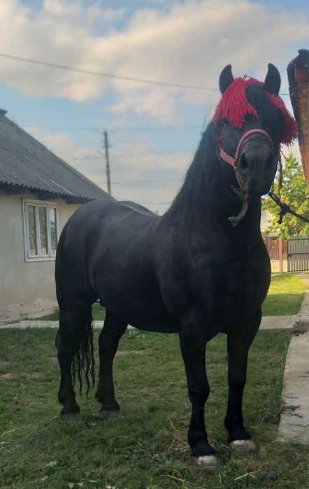 Armăsar de monta și vânzare