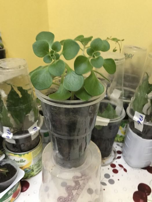 Деревои Любви. Аихризон