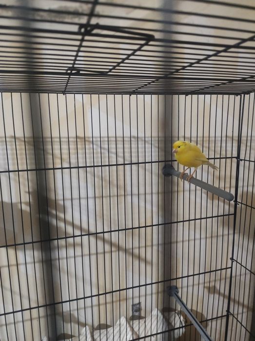 Nar 1.5 yosh tinmi sayroda