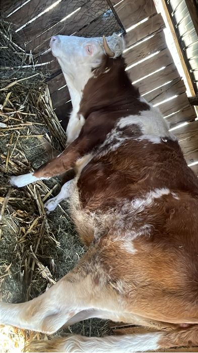 Vand juninca baltata romaneasca