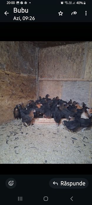 Puicuțe ouătoare  de vânzare