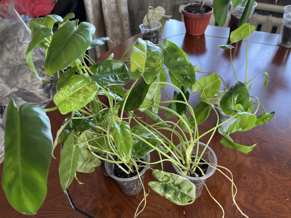 Бегонии, филодендроны