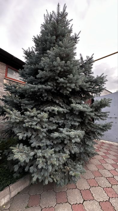 Продам Голубые Ели. Крупномеры от 5 до 8 метров.