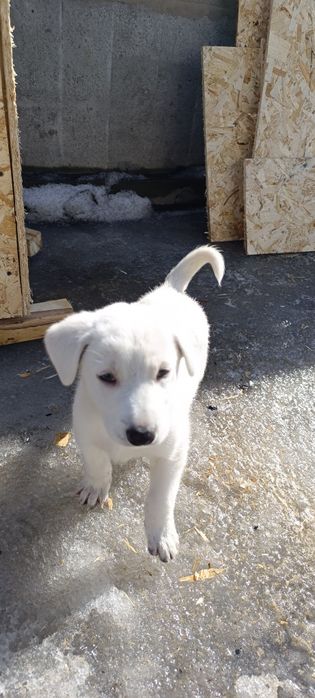 Отдам щенка в добрые руки