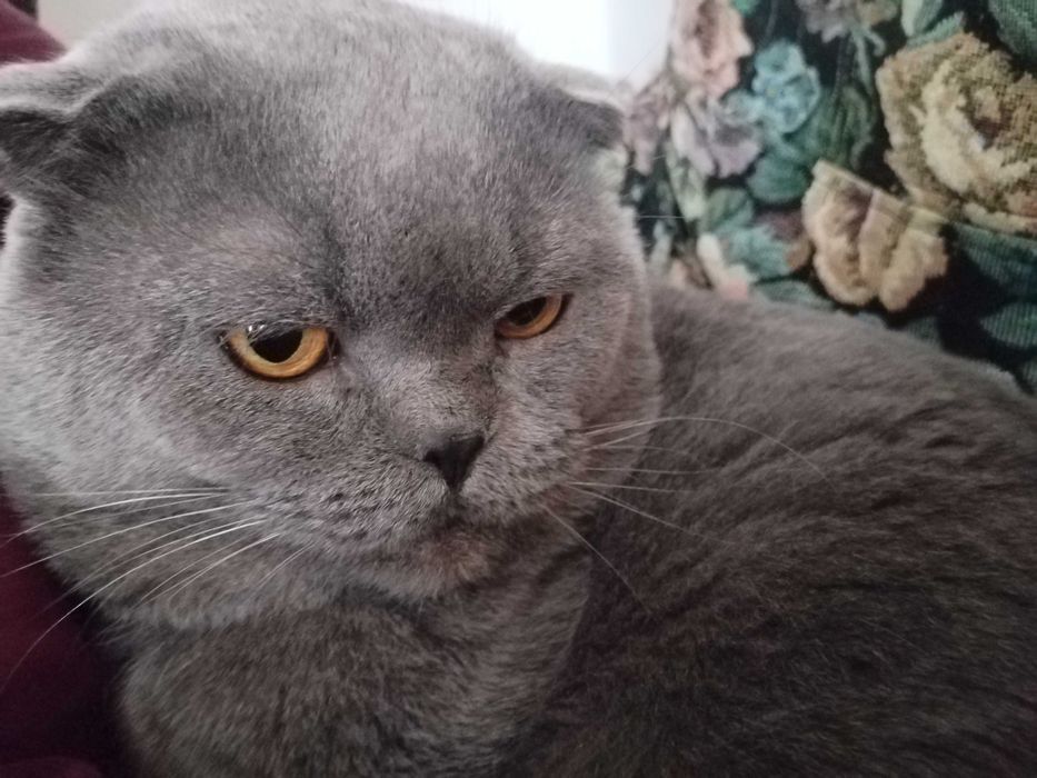 Кот на вязку вислоухий