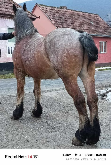 Vand cal de 6 ani foarte bun la tras!