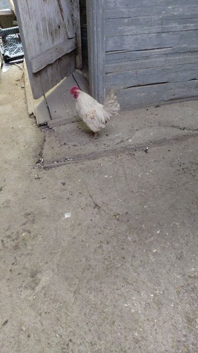 Бентамка петушок продам