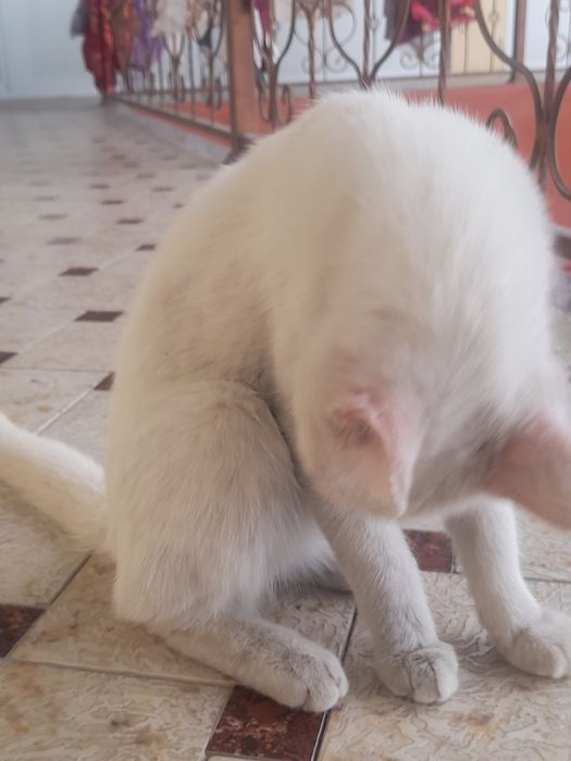 Mushuk 5 yarim 6 oyli