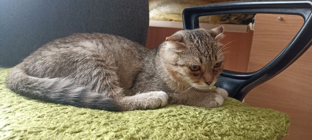 Отдам котенка в добрые руки