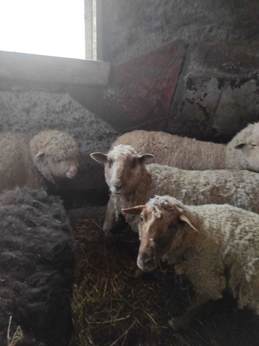 Срочно продам баран можно на выбор