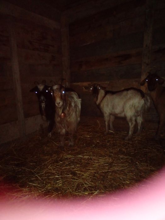 Vând 4 capre şi un țap