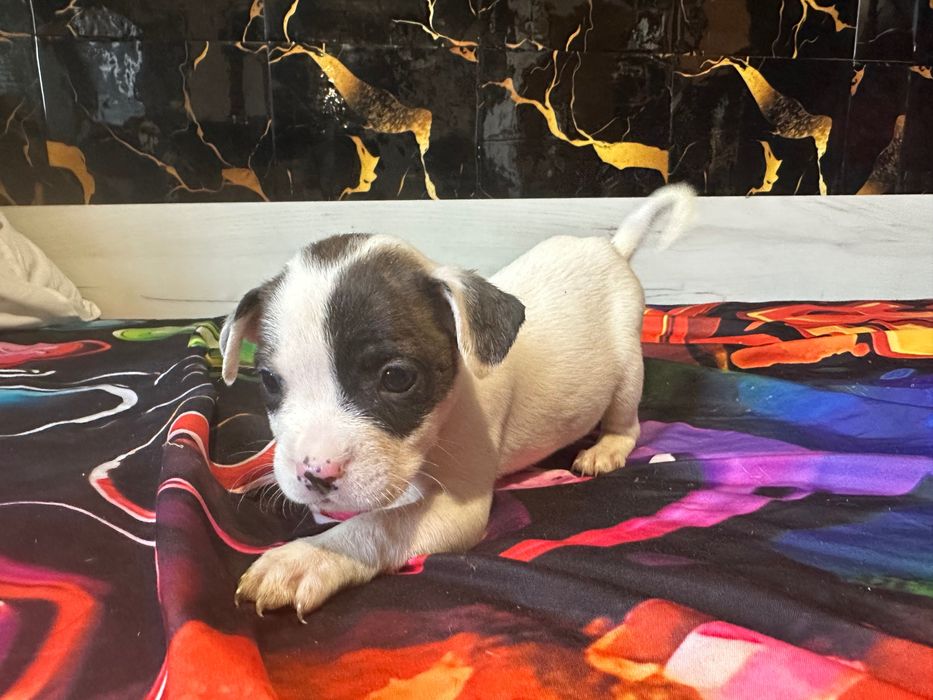 Подарявам кученца