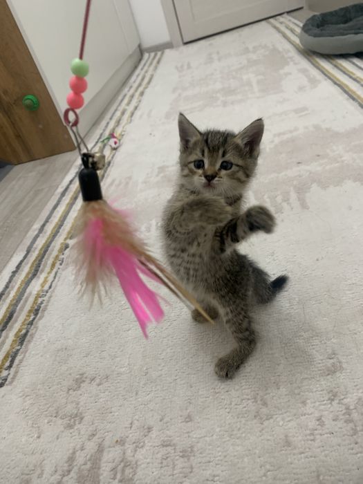 Бесплатно котенок