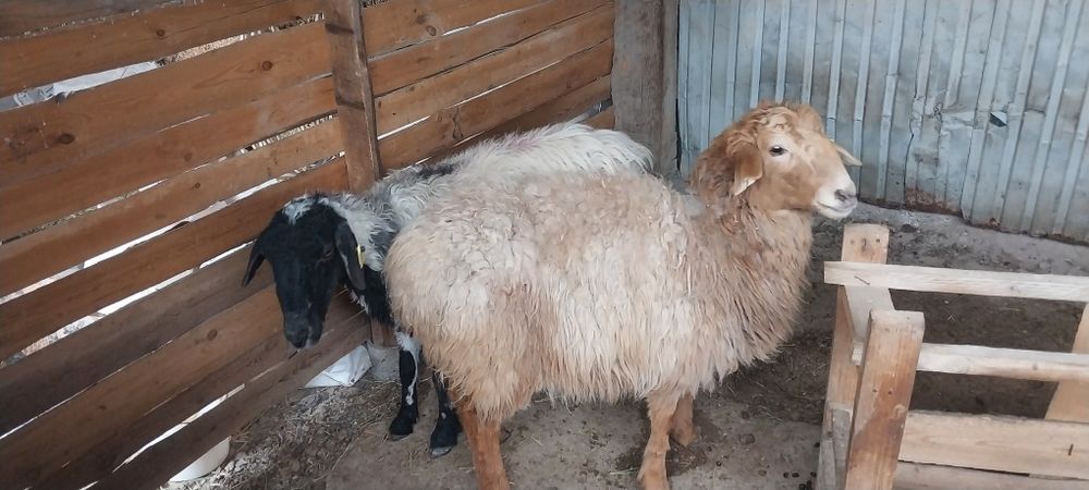 Шаруа қой бар сатылатын