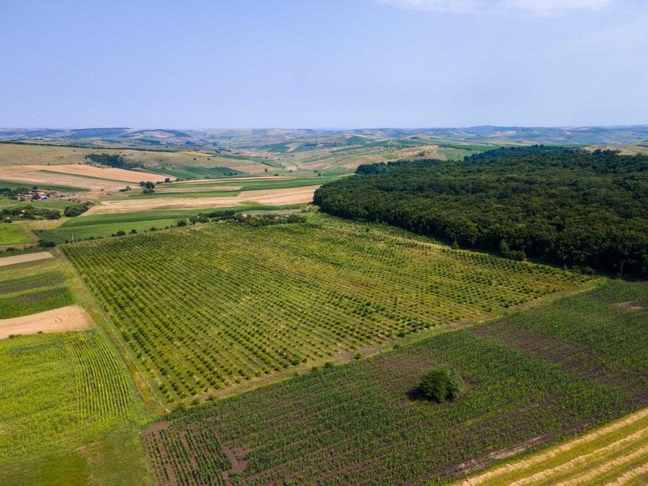 Plantatie Alun Frata Cluj 700.000 €€