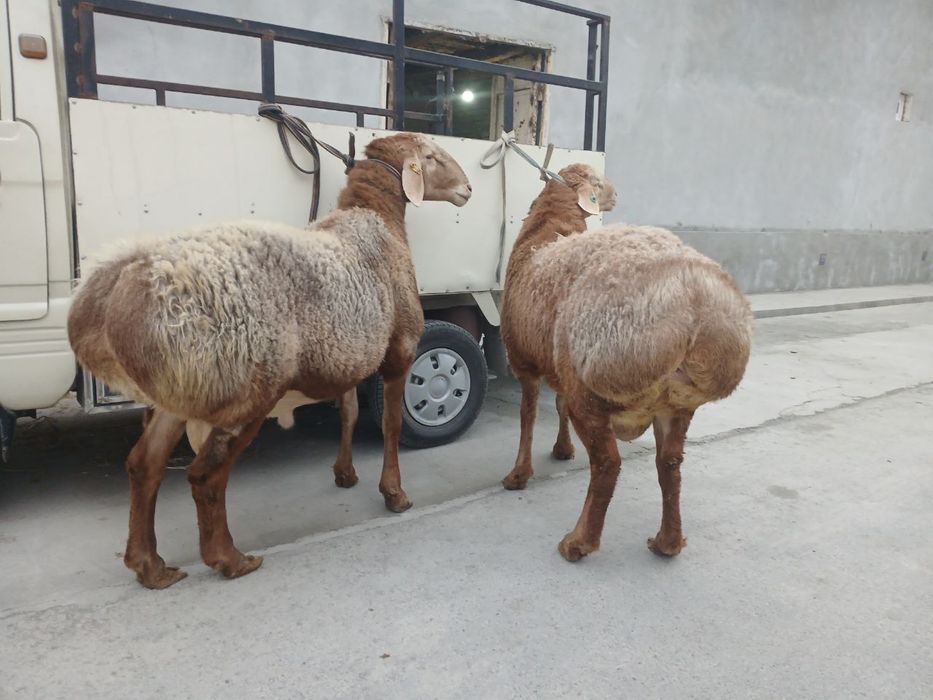 Qo’chqor qo’y bor qurbonlikka 24/7