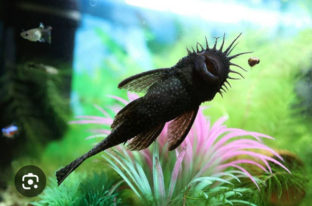 Срочно Продам рыб в аквариум