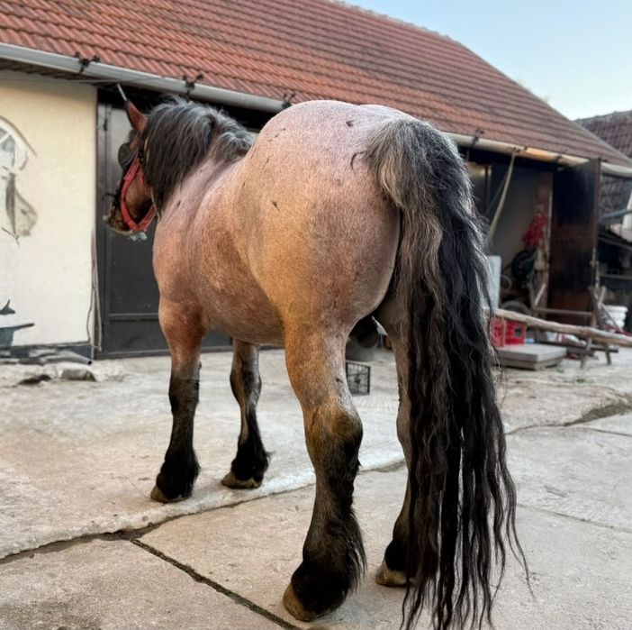 Cai de vanzare buni și frumosi
