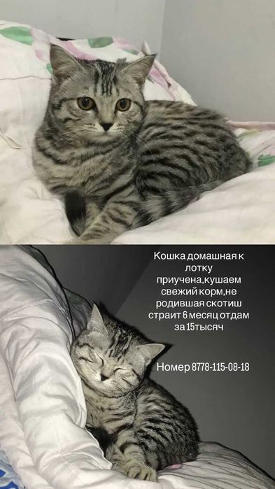 Срочно город Тараз