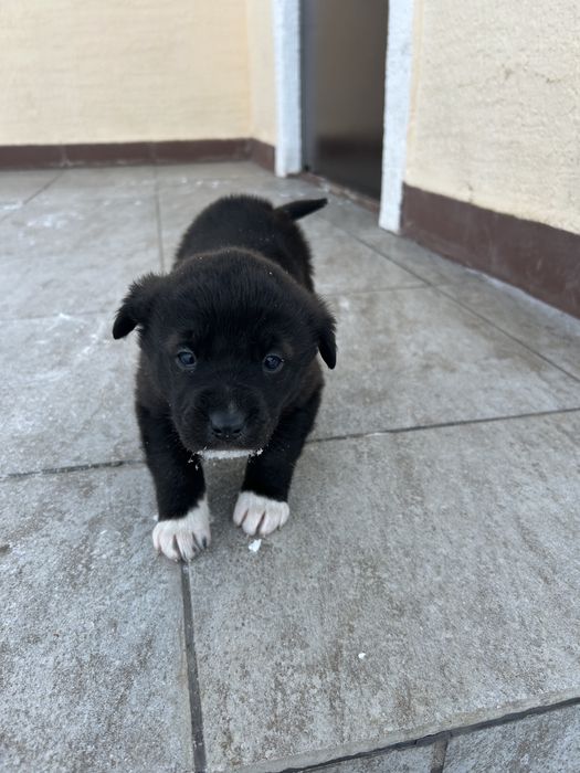 Щенок бесплатно в добрые руки