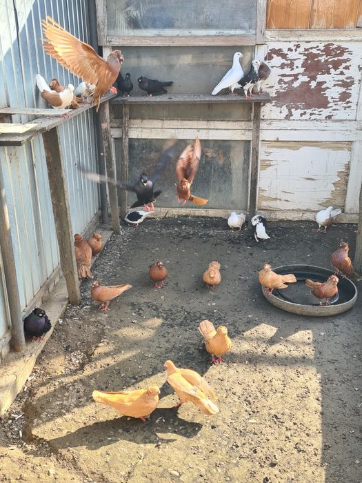 Se Vinde 22 de bucăți!!!