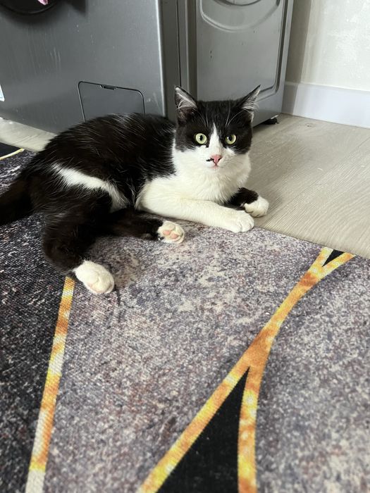 Отдам в добрые руки