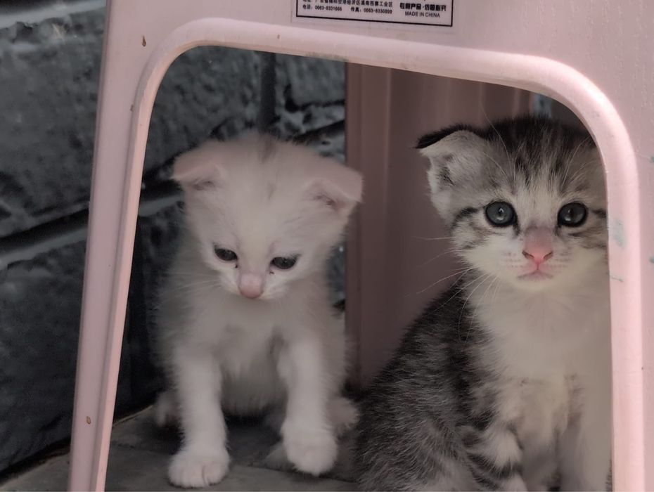 Отдам котенка серенького