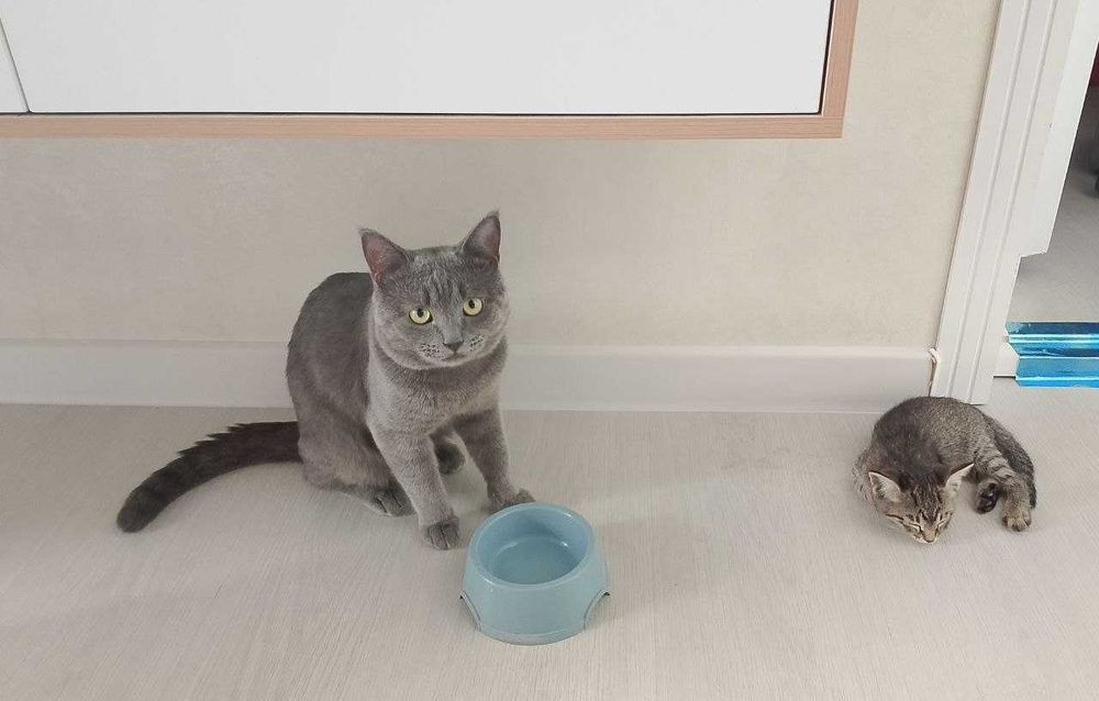 Мушукчалар, котят