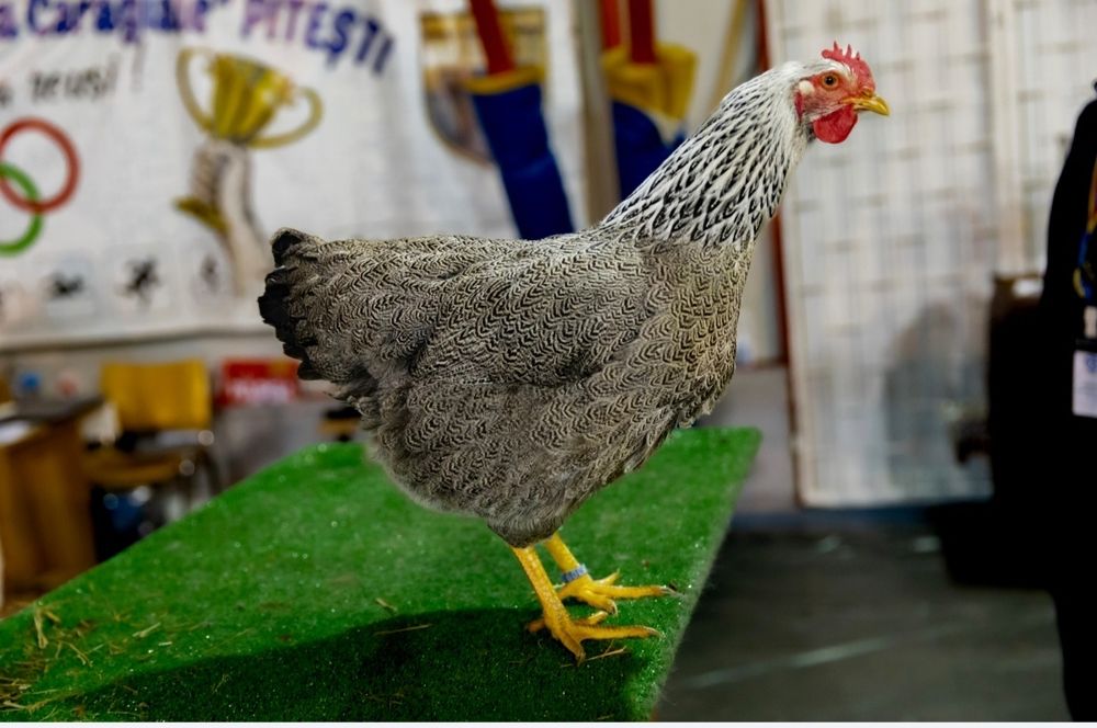 Ouă pt incubat Plymouth silver