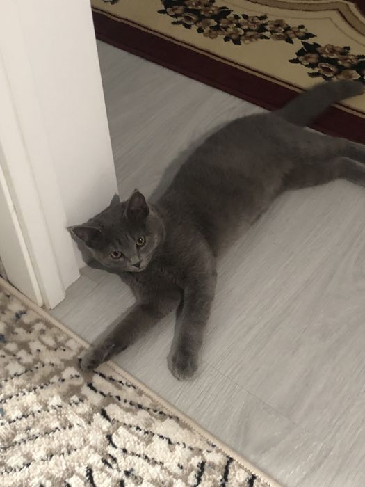 Британский короткошёрстную