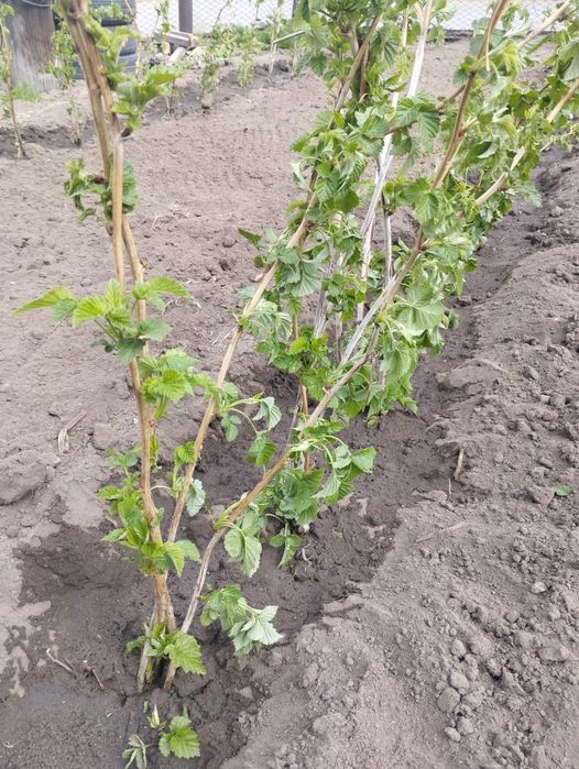 Продам саженцы летней малины