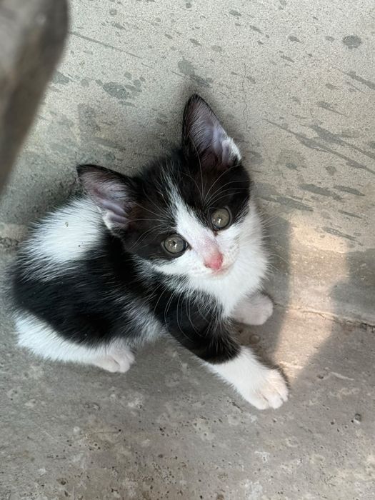 Котенок ищет дом!!