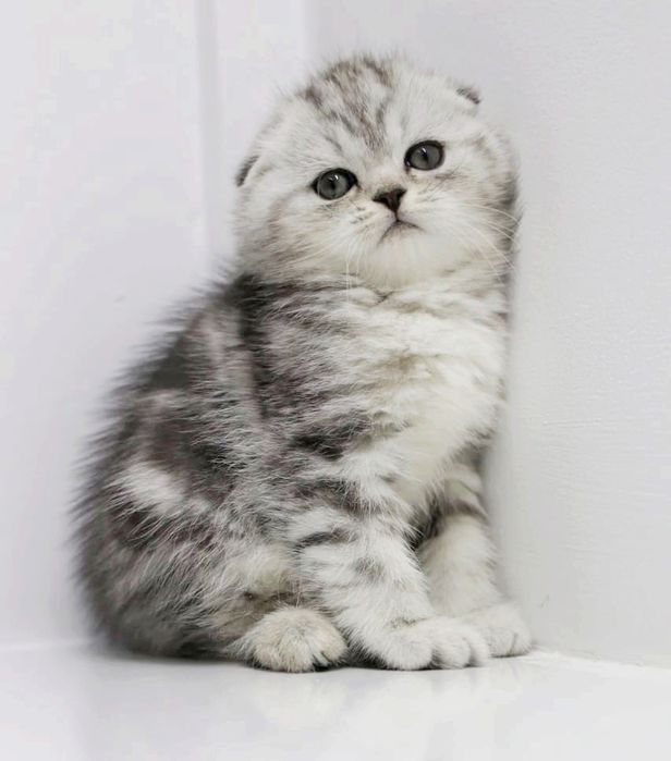 висЛоуХие ПлЮшевыЕ коТята