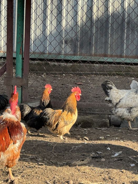 Продаются молодые карликовые петушки