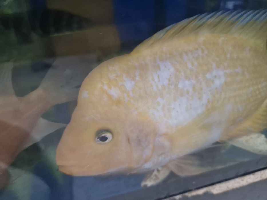 Цихлозома цитрон