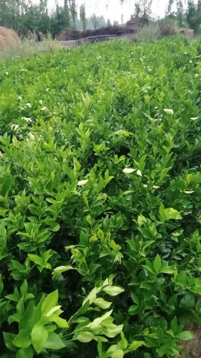 оптом нархда: лимон, апилсин, мандарин, кумкуват кўчатлари ишонарли