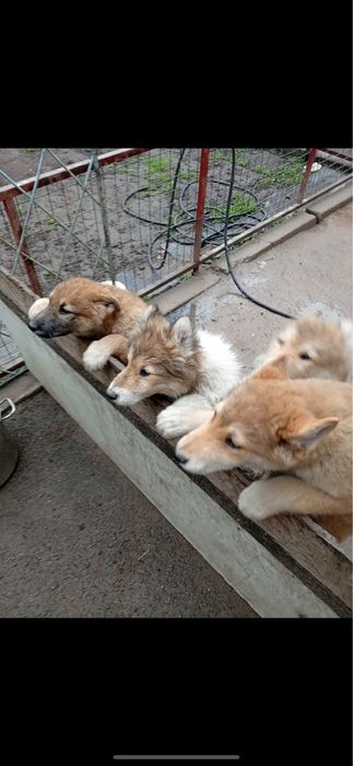 Щенки Лайки Зарадно Сибирской