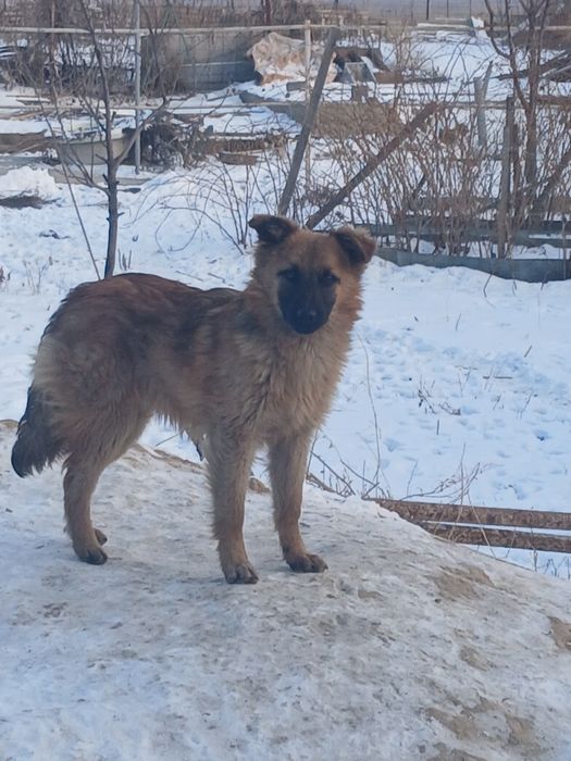 Отдам в хорошие руки