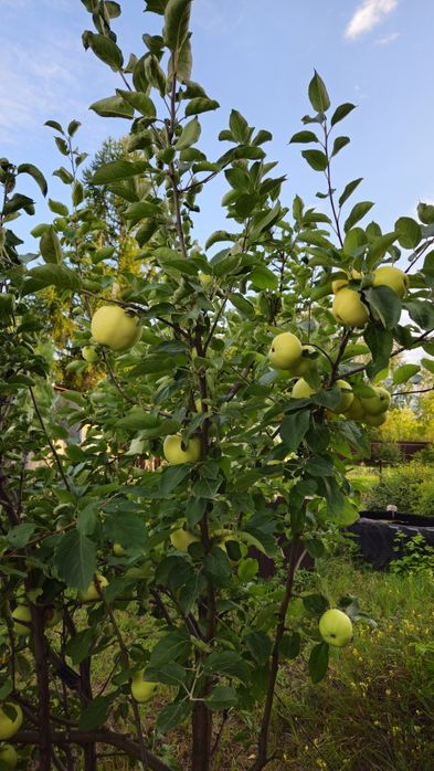 Продам  дачу в живописном  месте