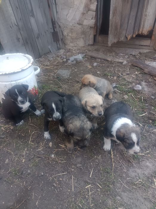 отдам в хорошие руки щенят