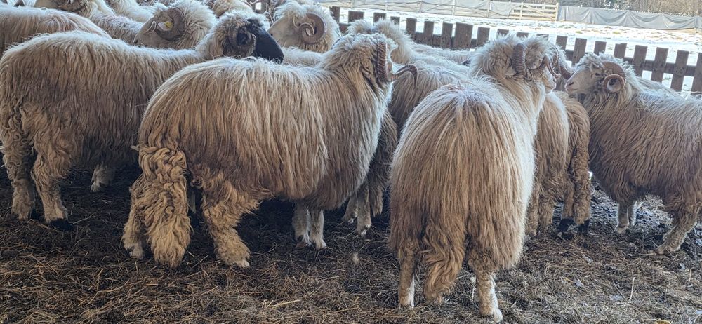 Berbeci bâli de vânzare