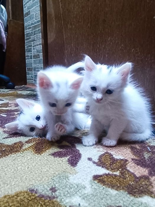 Котята ждут вас!