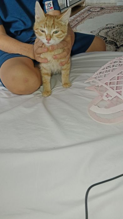 Отдам котенка 2 месяца