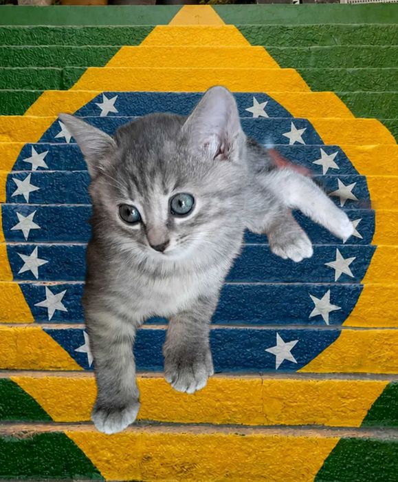 Котята  ищут дом