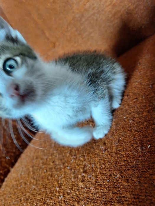 Отдам котят в хорошие руки