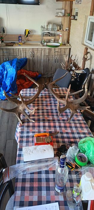 Рога от елен 20 ев на кг !!!