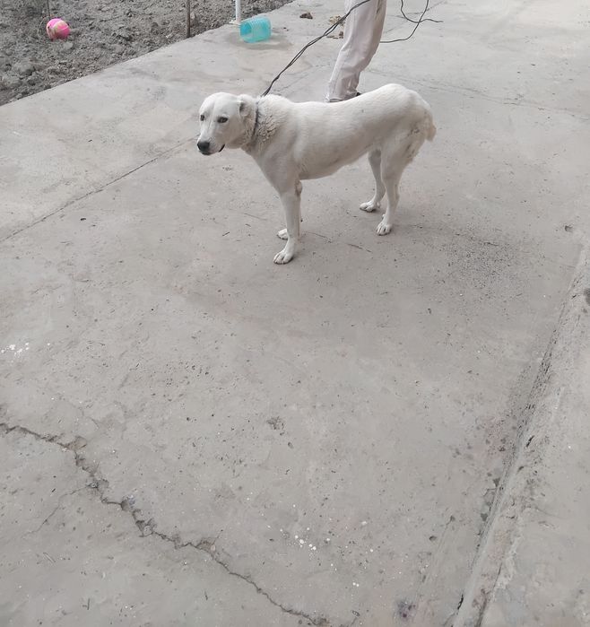 Собака сотилади. Кучук муфурушам. Ит сотилади