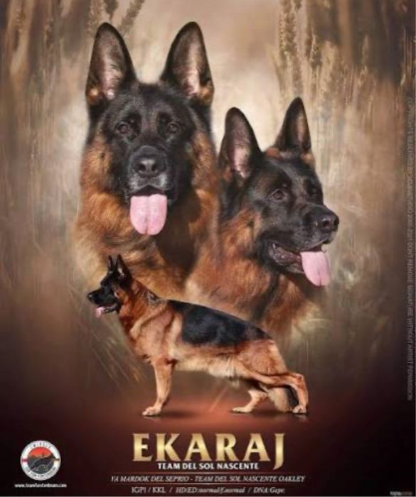 Немецкая овчарка (бронирование щенков)