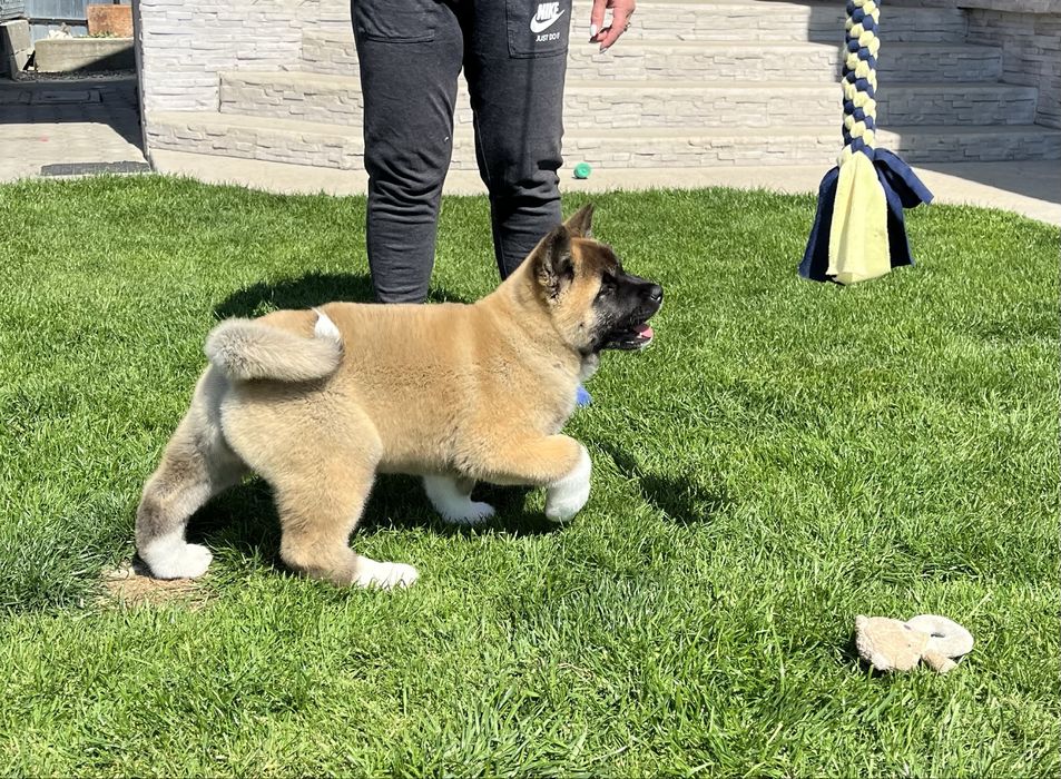 Catei Alita American